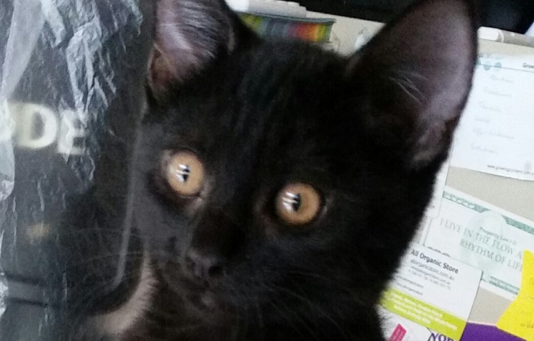 Mindset and Life Lessons From My Kitten