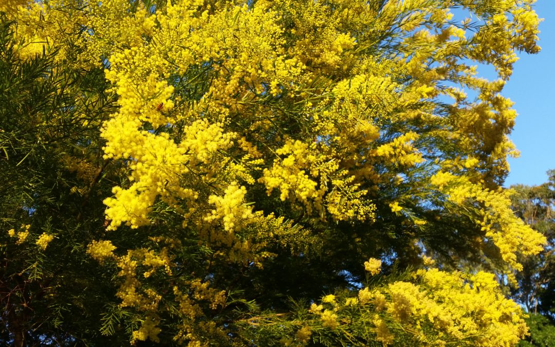 Destress With A Senses Walk